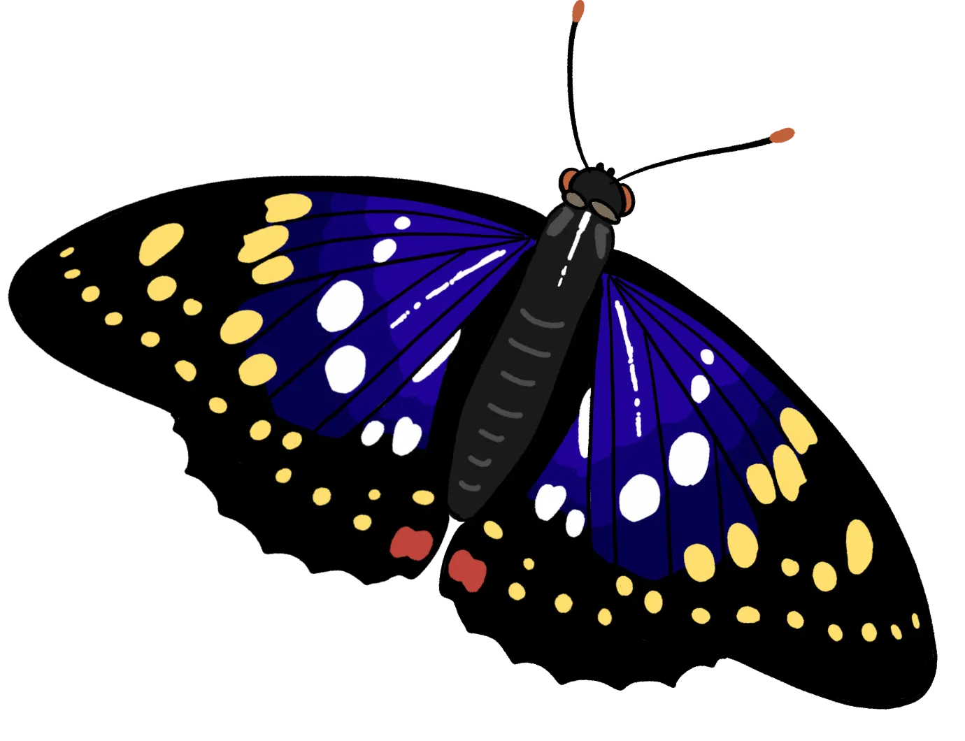 オオムラサキのイラスト