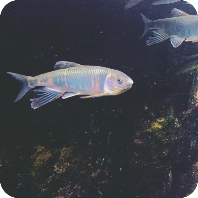 イモムシの写真