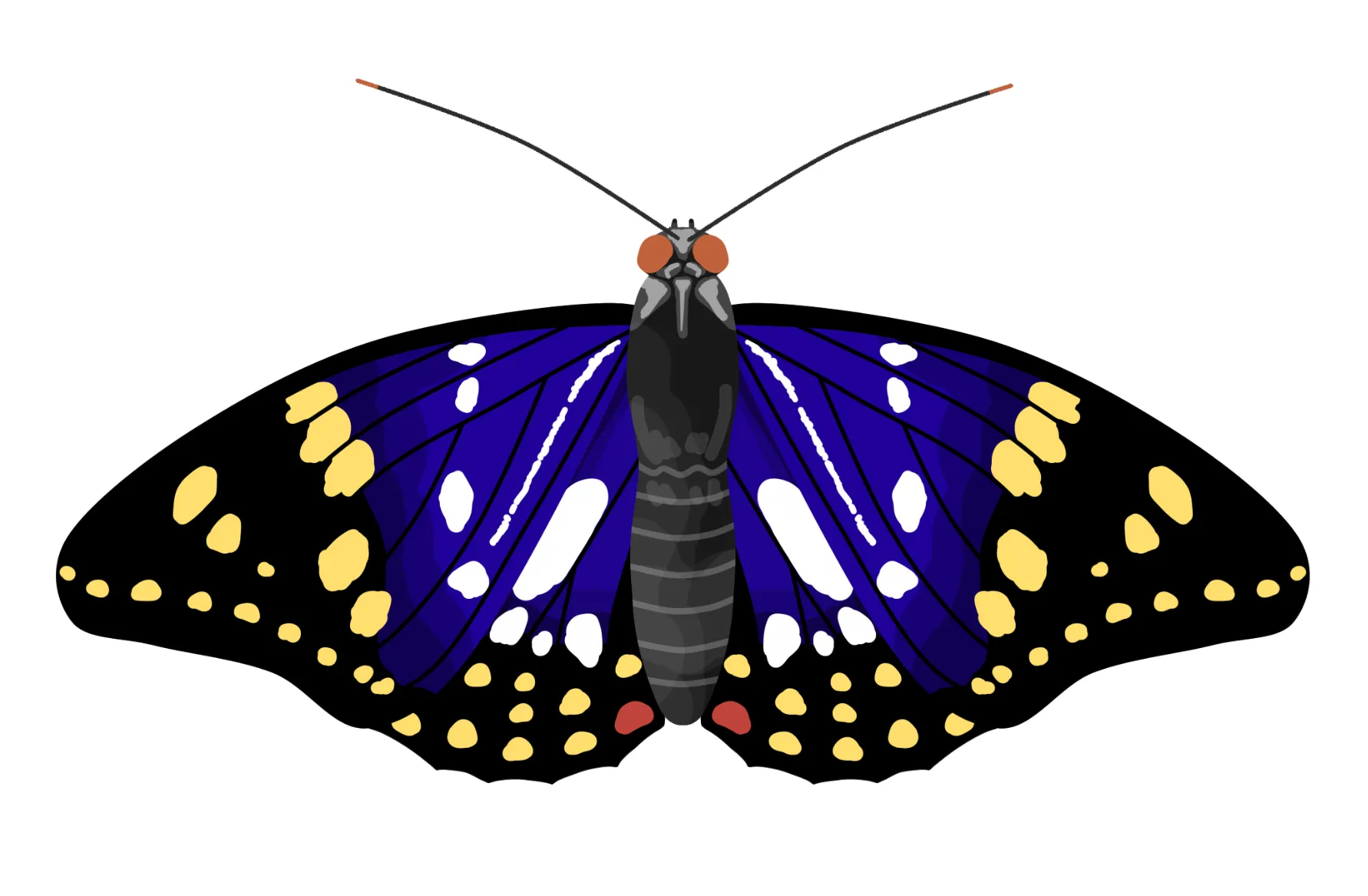 昆虫のイラスト